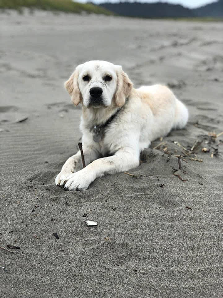 Darwin is registered to the contest to win money with this photo: asphalt, beach, canidae, carnivore, companion_dog, dog, dog_breed, landscape, ocean, paw, road_surface, rock, sand, shore, sitting, sky, snout, soil, sporting_group, street_dog