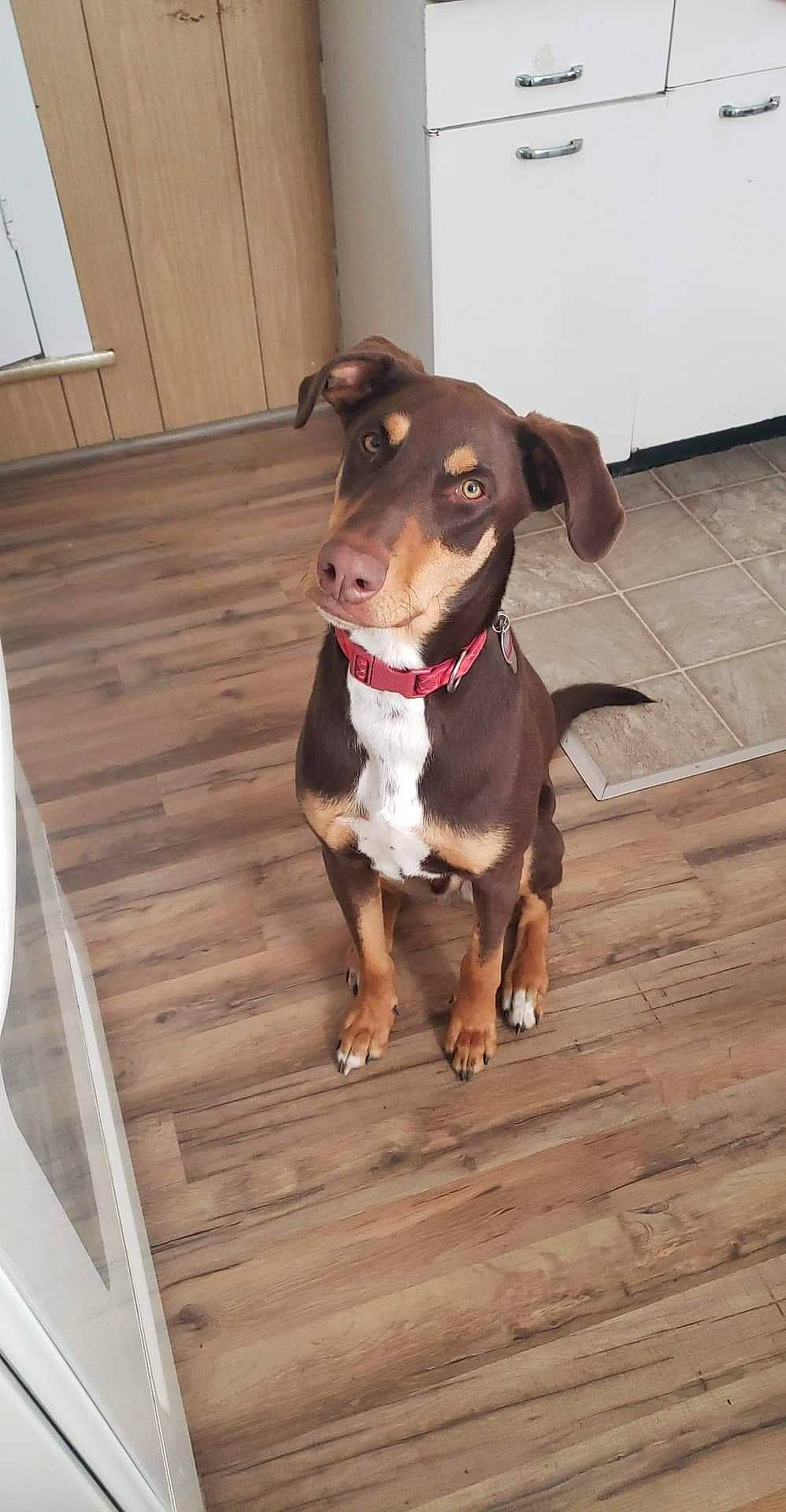 Mojo joined the competition — help win amazing prizes! canidae, carnivore, collar, companion_dog, dog, dog_breed, dog_collar, dog_supply, fawn, floor, flooring, hardwood, hound, leash, liver, pet_supply, snout, whiskers, wood, working_animal