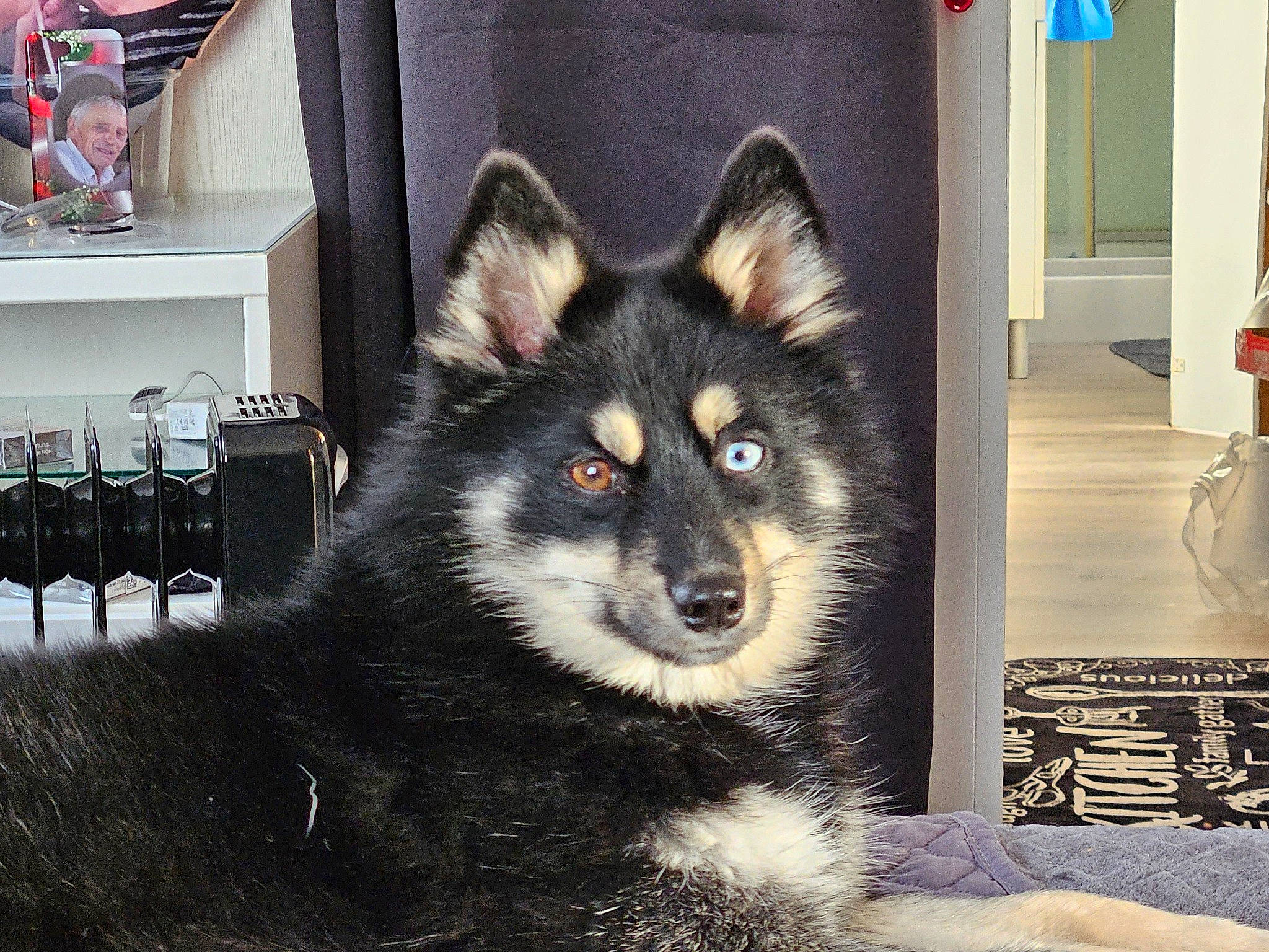 Togo a rejoint le concours — aidez-le/la à gagner de superbes lots ! ancient_dog_breeds, canidae, canis, carnivore, companion_dog, dog, dog_breed, dog_supply, fur, herding_dog, non_sporting_group, pet_supply, sitting, sled_dog, snout, sporting_group, terrestrial_animal, whiskers, working_animal, working_dog