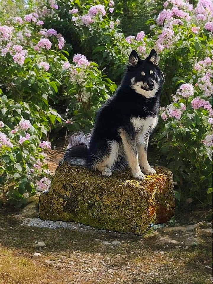 Togo a rejoint le concours — aidez-le/la à gagner de superbes lots ! annual_plant, canidae, canis, carnivore, companion_dog, dog, dog_breed, felidae, flower, garden, grass, groundcover, plant, shrub, sled_dog, sporting_group, tail, tree, working_animal, working_dog