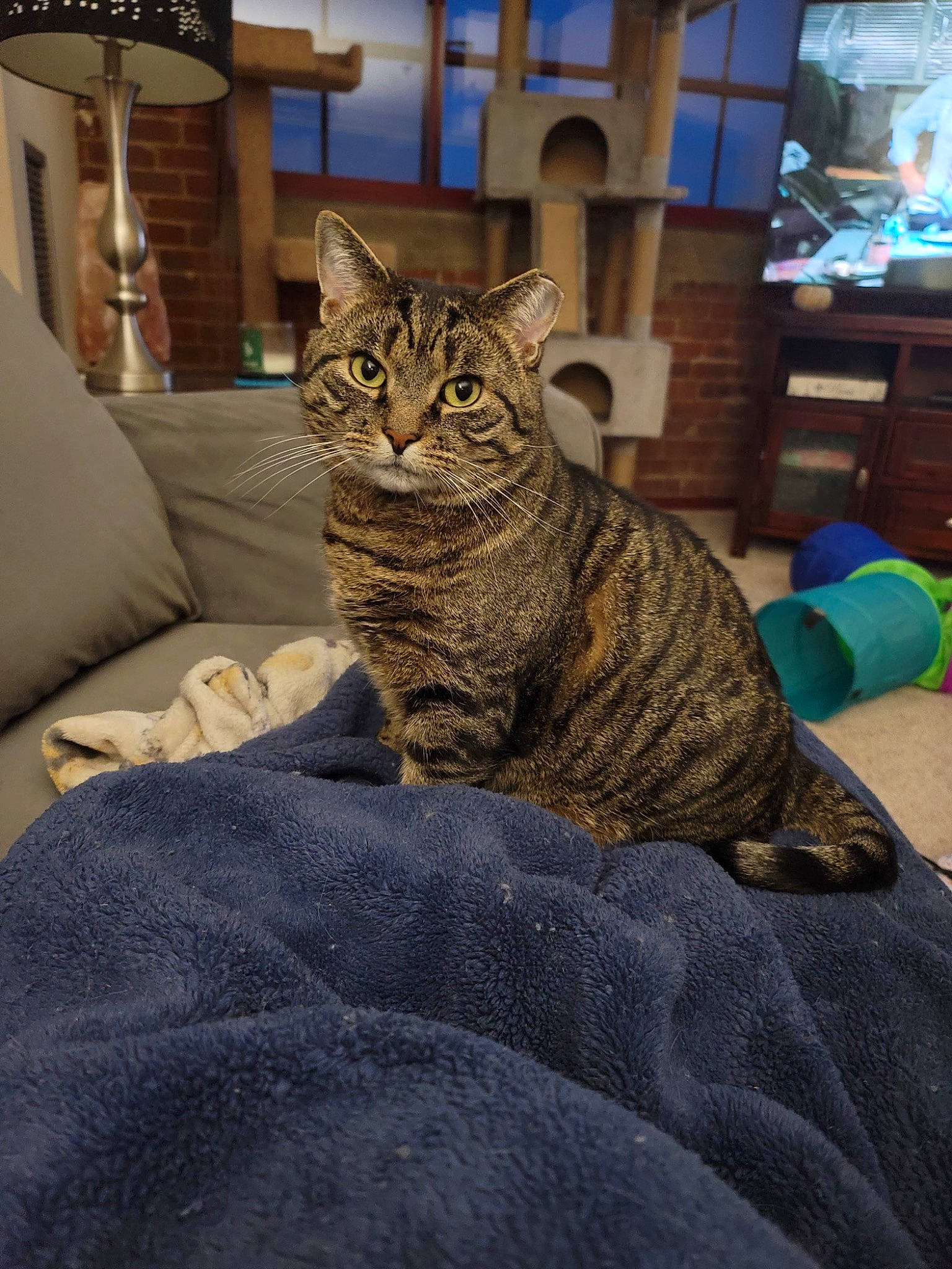 Brutus is registered to the contest to win money with this photo: carnivore, cat, claw, comfort, domestic_short_haired_cat, felidae, flooring, fur, grey, lamp, paw, picture_frame, room, sitting, small_to_medium_sized_cats, snout, tail, terrestrial_animal, whiskers, wood