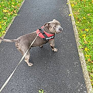 Narko a rejoint le concours — aidez-le/la à gagner de superbes lots ! dog, leash, harness, pavement, grass, autumn_leaves, path, outdoor, pet, canine, walking, curious, sidewalk, nature, fall, animal, looking_back, daylight, park, grey_dog