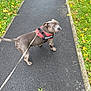 dog, leash, harness, pavement, grass, autumn_leaves, path, outdoor, pet, canine, walking, curious, sidewalk, nature, fall, animal, looking_back, daylight, park, grey_dog