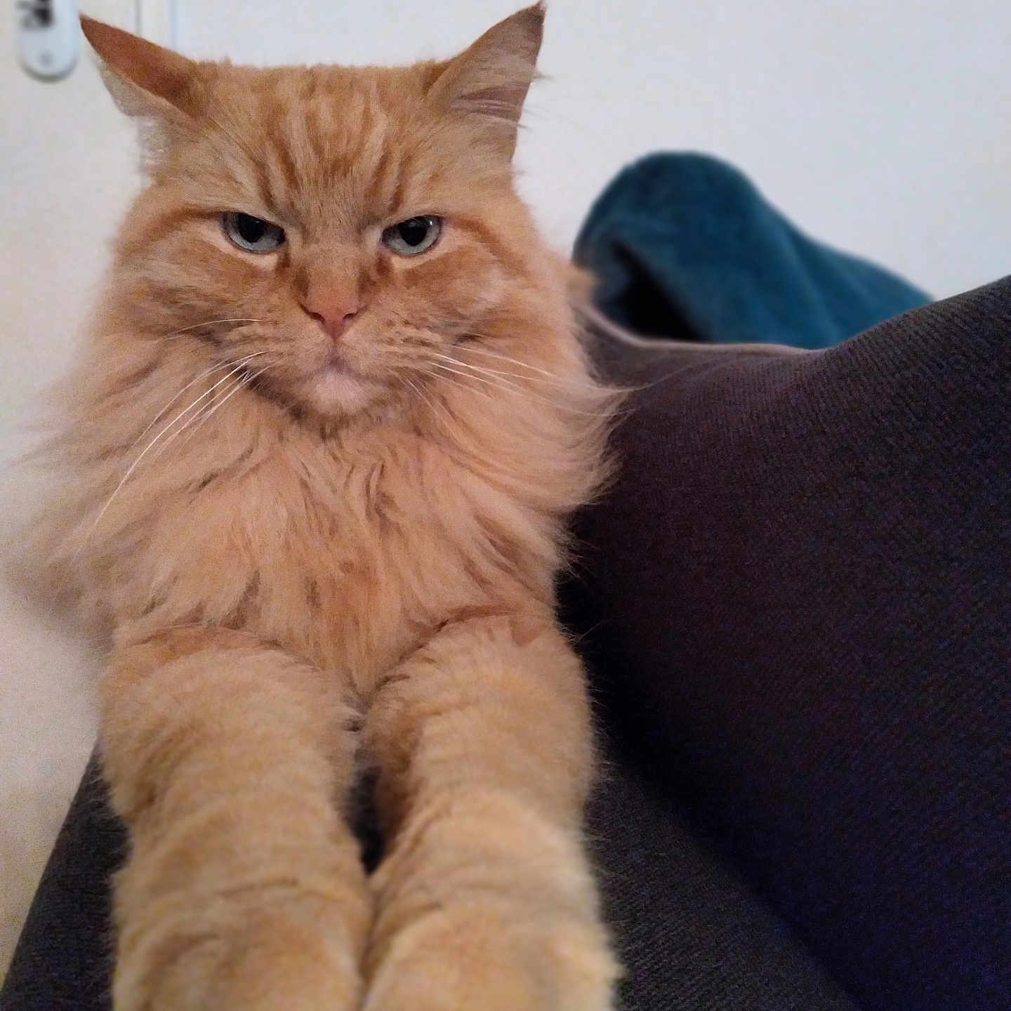 Locki participe au concours pour gagner de l'argent avec cette photo : animal, cat, closeup, couch, domestic_cat, ears, feline, fluffy, fur, furniture, home, indoor, orange_cat, paws, pet, portrait, relaxed, resting, serious_expression, whiskers