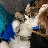 Fripouille participe au concours pour gagner de l'argent avec cette photo : kitten, cat, pet, fur, whiskers, eyes, paws, person, lap, blanket, couch, indoor, relaxing, cozy, feline, cute, young, animal, soft, comfort