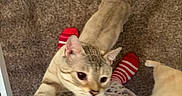 Robin joined the competition — help win amazing prizes! cat, cats, kitten, pet, animal, feline, indoors, carpet, home, person, legs, socks, striped_socks, pajamas, reaching, closeup, portrait, curious, cream_fur, tabby_markings