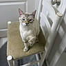 Robin is registered to the contest to win money with this photo: animal, blue_eyes, cat, chair, door, ears, furniture, gray_fur, green_eyes, home, indoor, kitten, paws, pet, photography, portrait, serious_expression, sitting, whiskers, white_fur
