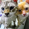 animal_portrait, cats, close_up, curious, ears, eyes, feline, fur, gray_tabby, indoor, looking_at_camera, noses, orange_and_white, orange_cat, pet, selfie, striped_fur, two_cats, whiskers, white_fur