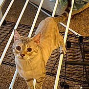 Robin joined the competition — help win amazing prizes! animal, balancing, blanket, blue_eyes, carpet, cat, drying_rack, ears, feline, funny, home, indoors, laundry, looking_at_camera, pet, short_hair, standing, tabby, tail, whiskers