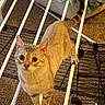cat, feline, pet, animal, indoors, home, drying_rack, laundry, carpet, blanket, blue_eyes, tabby, short_hair, standing, balancing, looking_at_camera, whiskers, ears, tail, funny