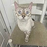 Robin is registered to the contest to win money with this photo: animal, bathroom, blue_eyes, brown_fur, cat, chair, door, front_view, fur, indoors, kitten, looking_at_camera, pet, pointed_ears, portrait, sitting, tabby, whiskers, white_fur, woven_fabric