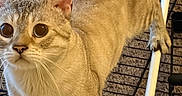 Robin is registered to the contest to win money with this photo: animal, cage, carpet, cat, climbing, close_up, curious, cute, feline, green_eyes, indoors, mammal, pet, pet_gate, portrait, short_hair, standing, striped_fur, tabby, whiskers