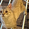 cat, tabby, pet, feline, animal, mammal, whiskers, green_eyes, short_hair, striped_fur, standing, climbing, pet_gate, cage, indoors, carpet, close_up, portrait, cute, curious