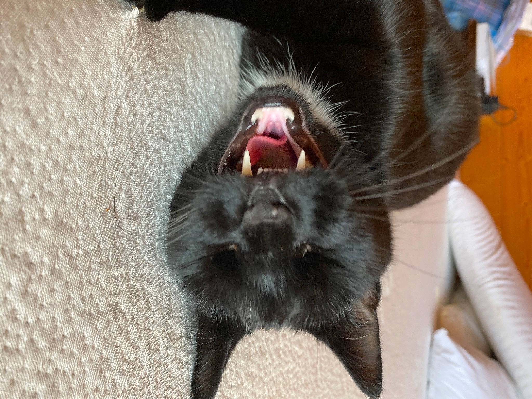 Pixie a rejoint le concours — aidez-le/la à gagner de superbes lots ! canidae, carnivore, claw, collar, companion_dog, dog, dog_breed, ear, felidae, foot, fur, gesture, jaw, liver, paw, small_to_medium_sized_cats, sporting_group, terrestrial_animal, whiskers, working_animal