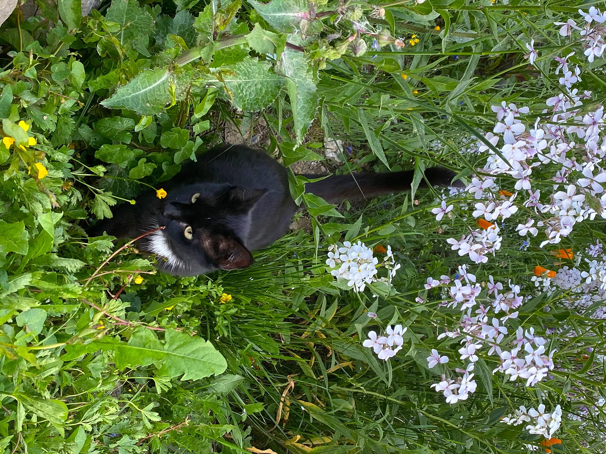 Pixie a rejoint le concours — aidez-le/la à gagner de superbes lots ! annual_plant, carnivore, cat, cinquefoil, flower, flowering_plant, forb, grass, groundcover, herb, herbaceous_plant, petal, plant, shrub, subshrub, terrestrial_animal, terrestrial_plant