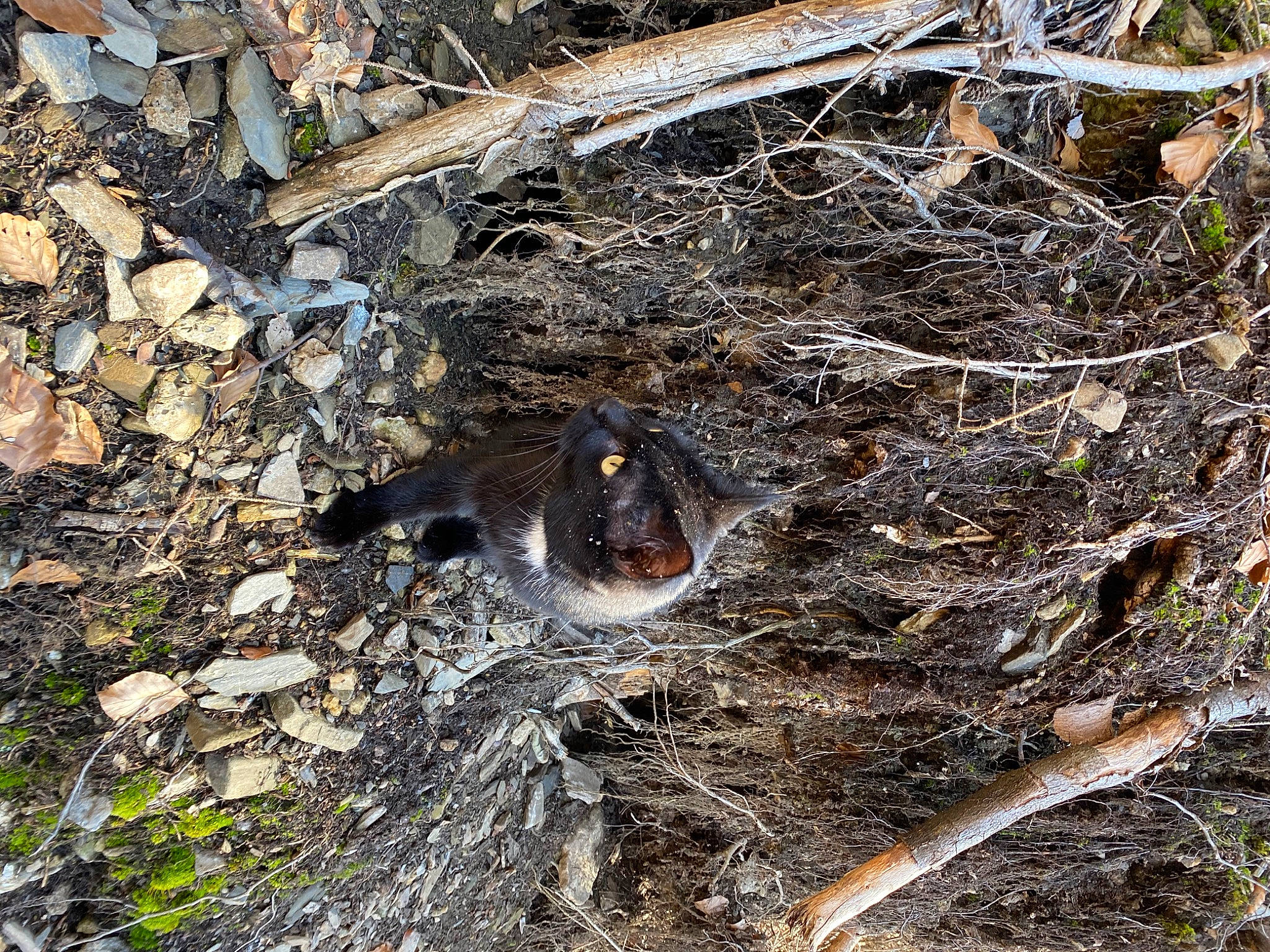 Pixie a rejoint le concours — aidez-le/la à gagner de superbes lots ! event, grass, natural_material, plant, soil, terrestrial_animal, tree, twig, wildlife, wood