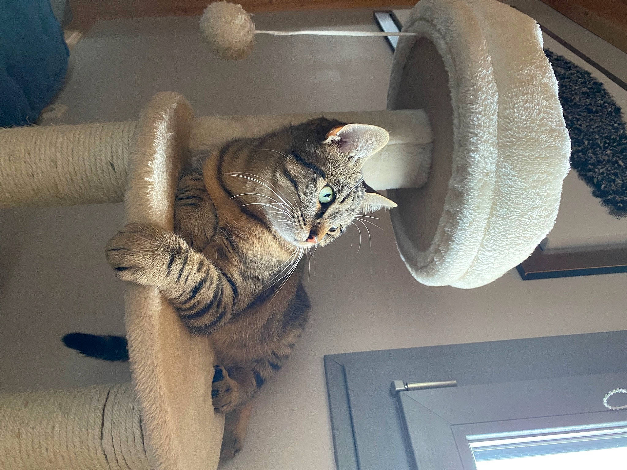 Alphonse a rejoint le concours — aidez-le/la à gagner de superbes lots ! carnivore, cat, ceiling, comfort, domestic_short_haired_cat, felidae, fur, grey, room, shelf, small_to_medium_sized_cats, tail, whiskers, wood, wool