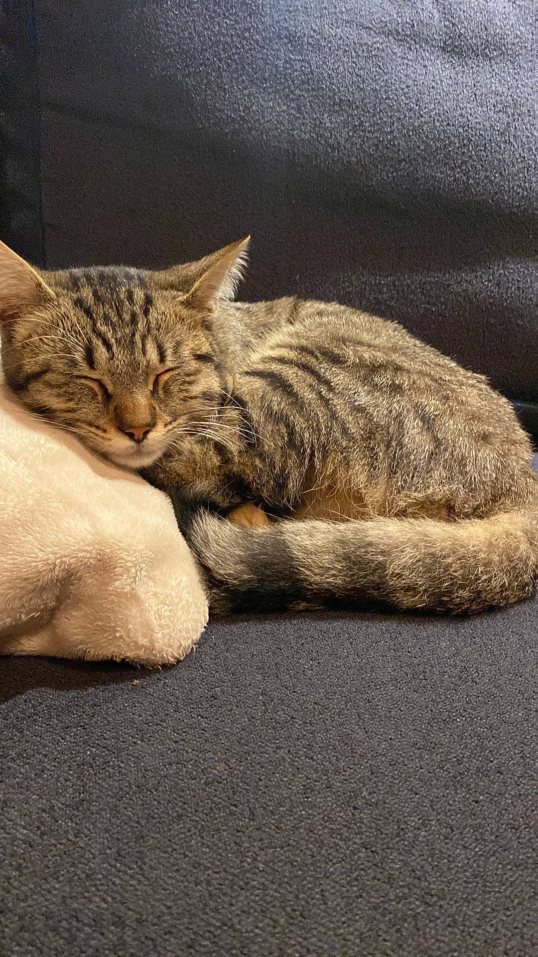 Alphonse participe au concours pour gagner de l'argent avec cette photo : carnivore, cat, claw, comfort, domestic_short_haired_cat, fawn, felidae, fur, grey, nap, paw, sitting, small_to_medium_sized_cats, snout, tail, terrestrial_animal, whiskers, wildlife, window, wood