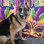 dog, german_shepherd, mardi_gras, mask, feathers, colorful, celebration, festive, tongue_out, pet, animal, portrait, background, costume, party, decor, indoors, bow, happy, canine