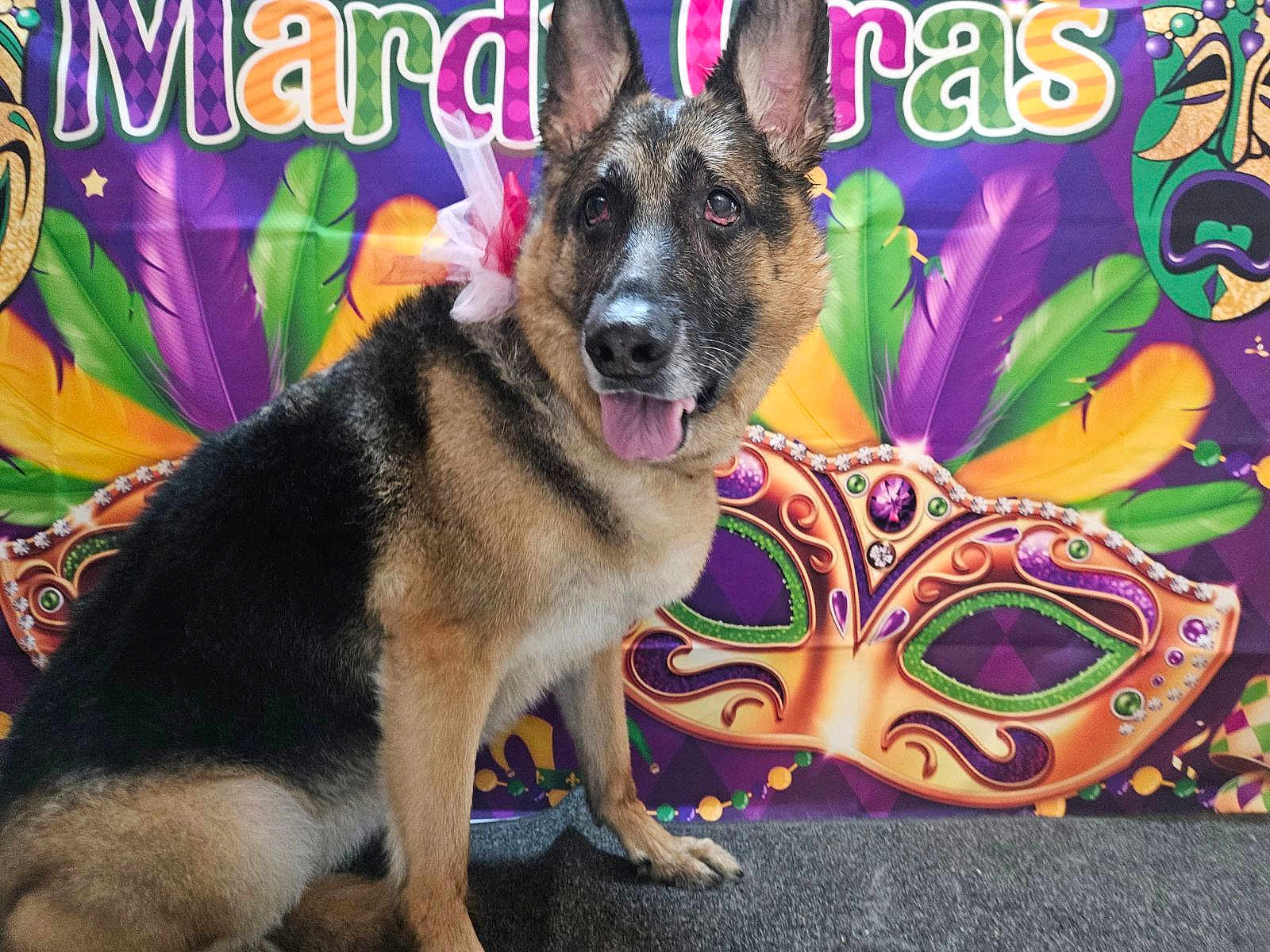 Jada joined the competition — help win amazing prizes! dog, german_shepherd, mardi_gras, mask, feathers, colorful, celebration, festive, tongue_out, pet, animal, portrait, background, costume, party, decor, indoors, bow, happy, canine