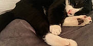 Tuxi joined the competition — help win amazing prizes! animal, bed, blackcat, cat, couch, electronics, face, furniture, hardwood, head, indoors, interiordesign, kitten, manx, person, pet, photography, portrait, sleeping, wood