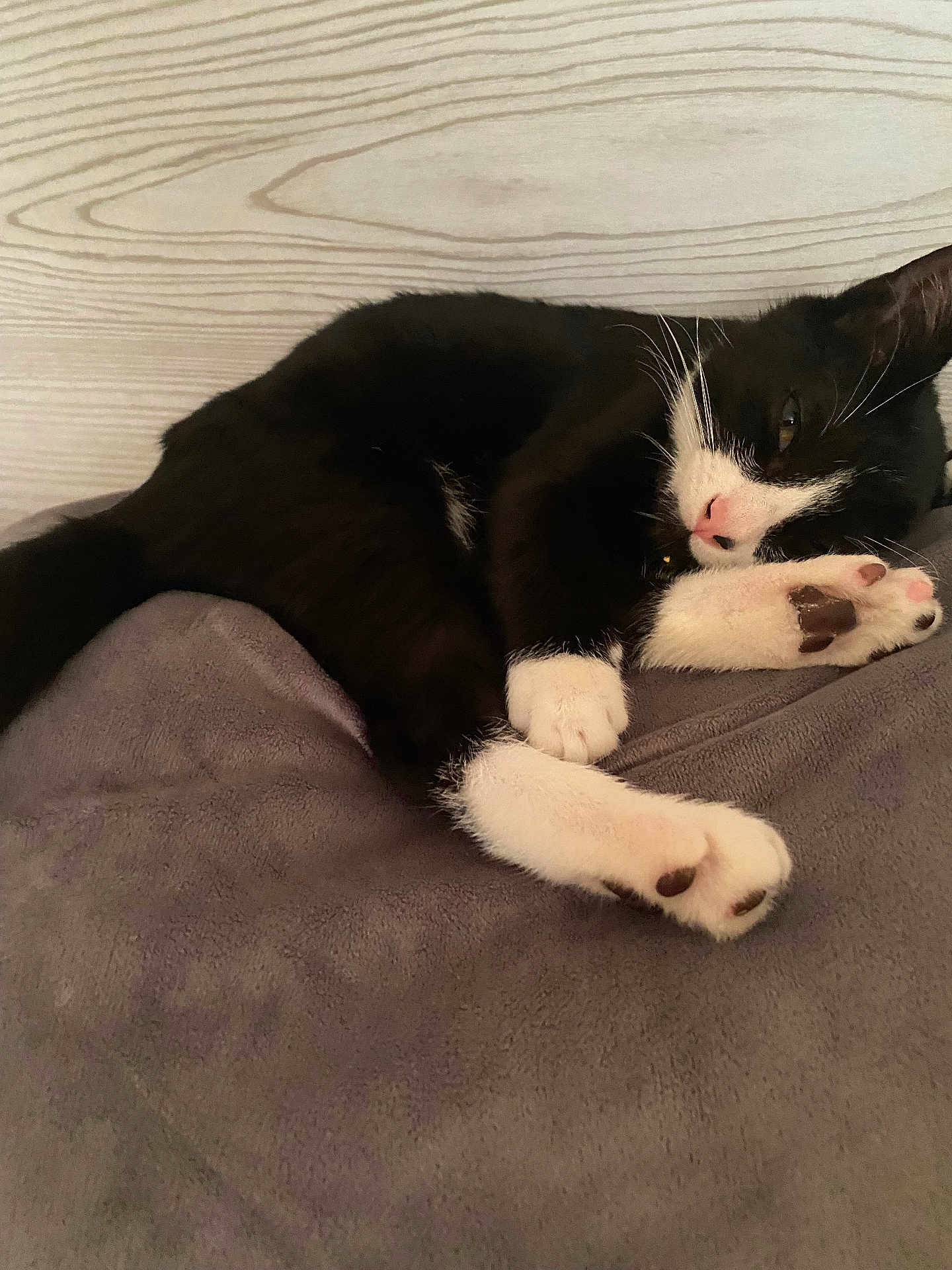 Tuxi joined the competition — help win amazing prizes! animal, bed, blackcat, cat, couch, electronics, face, furniture, hardwood, head, indoors, interiordesign, kitten, manx, person, pet, photography, portrait, sleeping, wood