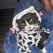 Tuxi is registered to the contest to win money with this photo: animal, blanket, canine, cat, clothing, couch, cushion, dog, face, furniture, head, homedecor, kitten, laundry, person, pet, photography, portrait, quilt, towel