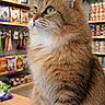 cat, fluffy, long_hair, tabby, brown, white, green_eyes, whiskers, ears, animal, pet, portrait, close_up, sitting, counter, store, shop, shelves, indoor, pet_supplies