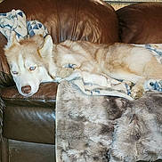 Zoie is registered to the contest to win money with this photo: dog, husky, couch, blanket, fur, leather, indoor, pet, resting, relaxed, cozy, living_room, wooden_floor, furniture, animal, canine, comfort, brown, soft, home