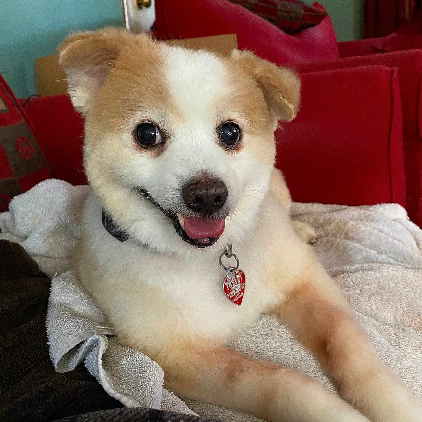 Torgo is registered to the contest to win money with this photo: accessories, animal, bag, blanket, canine, cockerspaniel, couch, cushion, dog, eskimodog, furniture, handbag, homedecor, husky, indoors, interiordesign, pet, pillow, puppy, whitedog