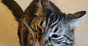 Brinny joined the competition — help win amazing prizes! cat, tabby_cat, pet, indoor, floor, whiskers, collar, bell, yellow_packet, temptations, feline, curious, close_up, striped, domestic_cat, playful, animal, muzzle, ears, tail