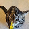 cat, tabby_cat, pet, indoor, floor, whiskers, collar, bell, yellow_packet, temptations, feline, curious, close_up, striped, domestic_cat, playful, animal, muzzle, ears, tail