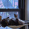 Brinny is registered to the contest to win money with this photo: cat, fluffy, window, hammock, indoor, relaxed, animal, pet, feline, fur, resting, cozy, home, tree, building, blurred_background, paw, sleeping, daylight, collar