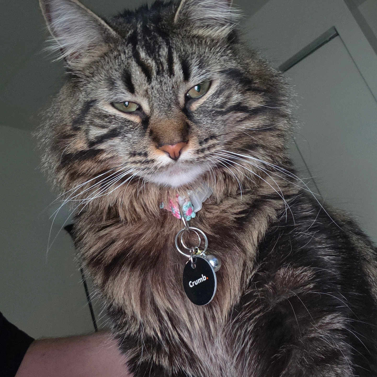 Brinny joined the competition — help win amazing prizes! cat, tabby, fluffy_fur, pet, collar, name_tag, indoor, animal, feline, whiskers, ears, face, fur_pattern, close_up, domestic_cat, portrait, house_pet, cute, mammal, expression