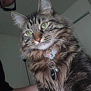 Brinny joined the competition — help win amazing prizes! cat, tabby_cat, fluffy, green_eyes, collar, pet_tag, person, glasses, photobomb, indoor, portrait, whiskers, feline, fur, animal, domestic_animal, face, closeup, cute, mammal