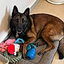dog, belgian_malinois, pet_bed, toys, plush_toy, chew_toy, rope_toy, indoor, floor, wall, brown_fur, black_fur, alert, lying_down, looking_at_camera, ears_up, animal, companion, domestic, resting