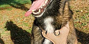 Prem participe au concours pour gagner de l'argent avec cette photo : dog, canine, outdoor, park, sunny, grass, trees, harness, tongue_out, pet, animal, nature, happy, sitting, daylight, shadow, brown_fur, black_fur, leash, close_up