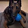 dog, german_shepherd, pet, indoor, dog_bed, toy, blue_ball, floor, ears, fur, animal, canine, playing, resting, mouth, paws, lounge, comfort, household, companion