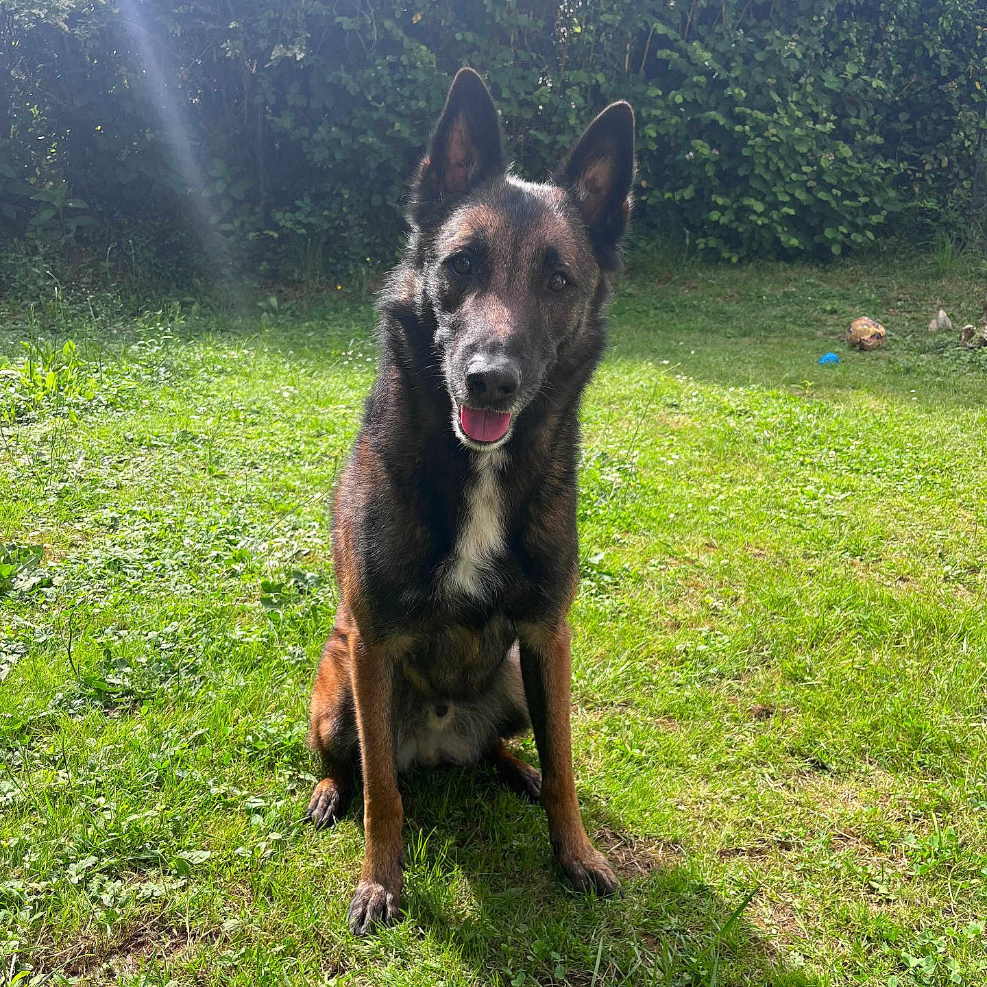 Prem a rejoint le concours — aidez-le/la à gagner de superbes lots ! animal, canine, daylight, dog, ears, fur, garden, grass, greenery, happy, leafy, nature, outdoor, park, pet, portrait, shadow, sitting, sunlight, watchful