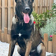 Volt a rejoint le concours — aidez-le/la à gagner de superbes lots ! dog, canine, pet, sitting, outdoor, fence, tongue_out, ears_up, brown_coat, black_coat, collar, garden, plants, pebbles, alert, happy, animal, mammal, domestic_animal, portrait