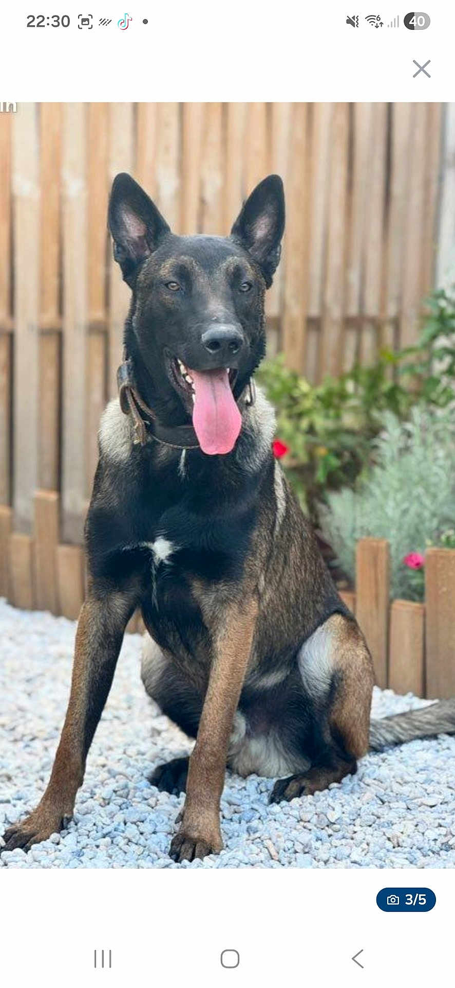Volt participe au concours pour gagner de l'argent avec cette photo : dog, canine, pet, sitting, outdoor, fence, tongue_out, ears_up, brown_coat, black_coat, collar, garden, plants, pebbles, alert, happy, animal, mammal, domestic_animal, portrait