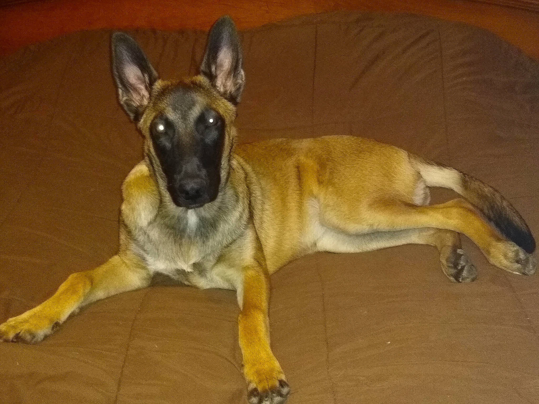 Macha participe au concours pour gagner de l'argent avec cette photo : biting, bored, canidae, carnivore, companion_dog, couch, dog, dog_breed, fawn, german_shepherd_dog, herding_dog, jaw, old_german_shepherd_dog, paw, sleeper_chair, snout, sporting_group, tail, terrestrial_animal, working_dog