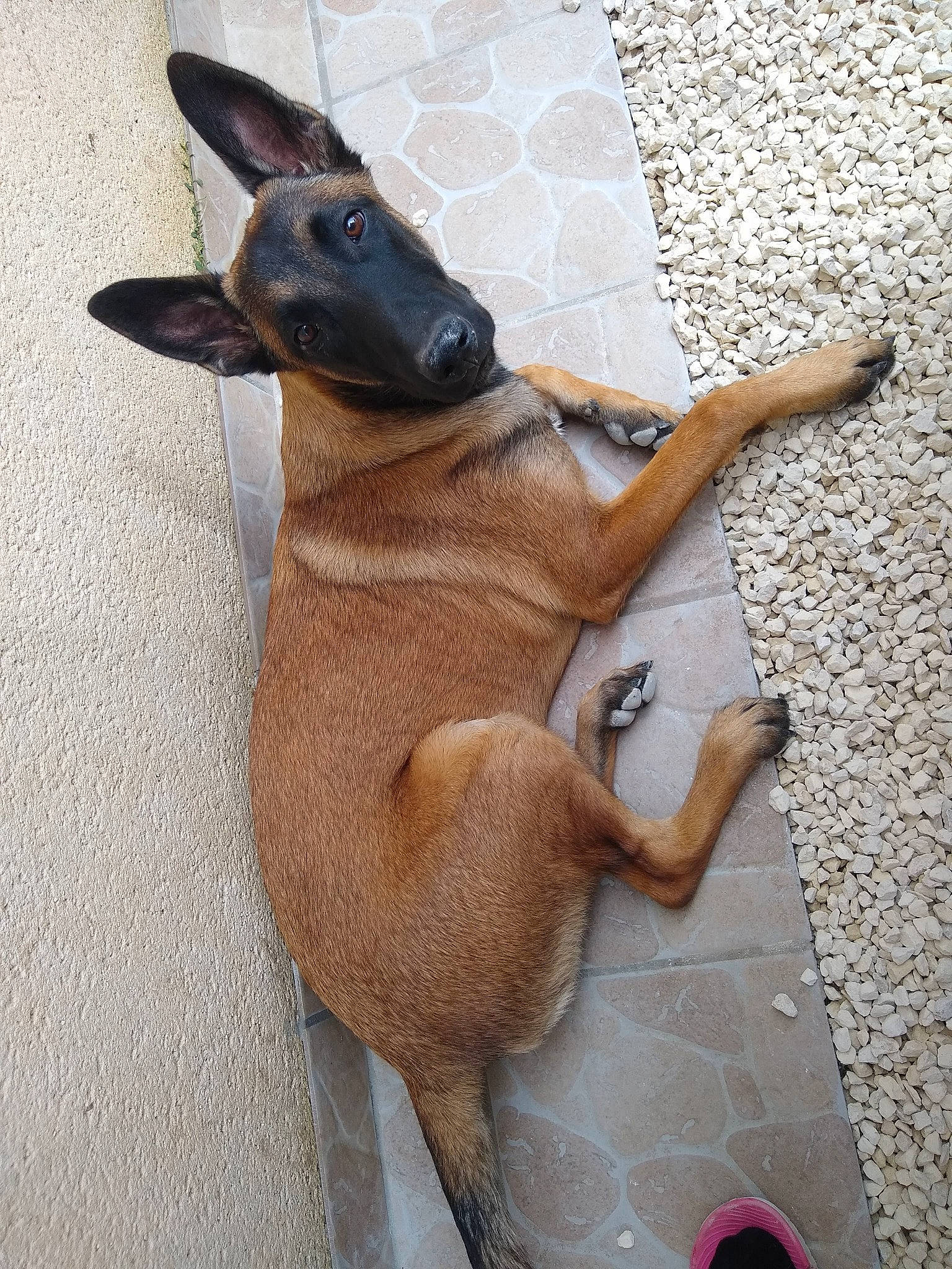 Macha a rejoint le concours — aidez-le/la à gagner de superbes lots ! art, canidae, carnivore, comfort, companion_dog, dog, dog_breed, dog_supply, fawn, flooring, liver, paw, pet_supply, pinscher, snout, sporting_group, tail, terrestrial_animal, toy_dog, working_animal