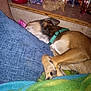 Tank is registered to the contest to win money with this photo: blanket, brown_dog, collar, couch, cozy, dog, fur, furniture, household_items, indoor, jewelry_cleaner, napping, notebook, paw, pet, pillow, relaxation, resting, shelf, sleeping