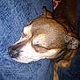 dog, sleeping, cushion, blue, cozy, pet, resting, fur, closeup, indoor, snout, whiskers, relaxed, animal, canine, paw, comfort, home, quiet, peaceful