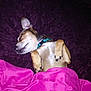 Tank is registered to the contest to win money with this photo: animal, blanket, canine, collar, comfort, cozy, cute, dog, fur, indoors, napping, paw, pet, pink, purple, relaxed, resting, sleeping, small_dog, snug