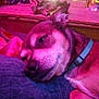 dog, resting, collar, closeup, indoors, pillow, soft_light, blurred_background, cozy, sleepy, pet, brown_fur, relaxed, portrait, animal, face, snout, ear, furniture, warm_tones