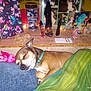 dog, sleeping, blanket, pillow, indoor, cozy, brown_dog, collar, figurines, notebooks, wooden_shelf, decorations, remote_control, trinkets, colorful, resting, pet, home, cute, peaceful