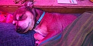 Tank is registered to the contest to win money with this photo: blanket, canine, casual, collar, comfort, cozy, crumpled_paper, dog, domestic_animal, furniture, indoor, lap, person, pet, pink_lighting, purple_lighting, relaxation, remote_control, resting, sleeping