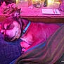 blanket, canine, casual, collar, comfort, cozy, crumpled_paper, dog, domestic_animal, furniture, indoor, lap, person, pet, pink_lighting, purple_lighting, relaxation, remote_control, resting, sleeping